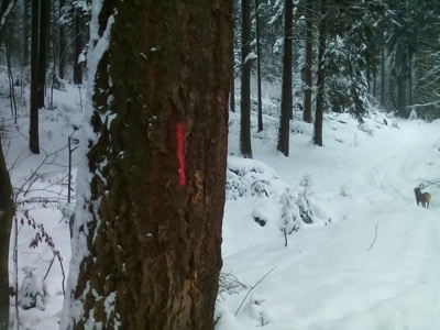 Osudová značka - jsem na řadě, budu pokácen:(((((