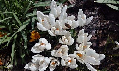 Včelky už pracují