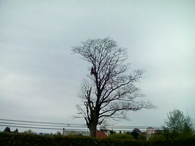 Nesoutěžní. dnes končí život stromu před domem mladých, mám smutné divadlo