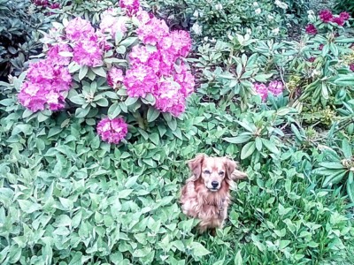 Rododendron je krásný, ale já jsem přece  jen víc fotogenický:)))