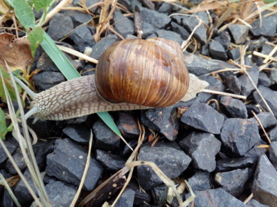 Interview ne, pospíchám...