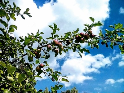 Pláňata už dozrávají...jediná jablíčka v širém okolí.