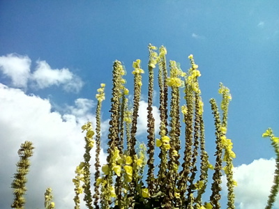 Z posledních sil odkvétám./ jedna rostlina /