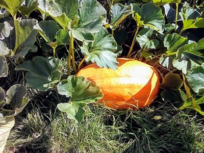 Vyrostla jsem za plotem, jsem moc těžká, neukradnou mne.*