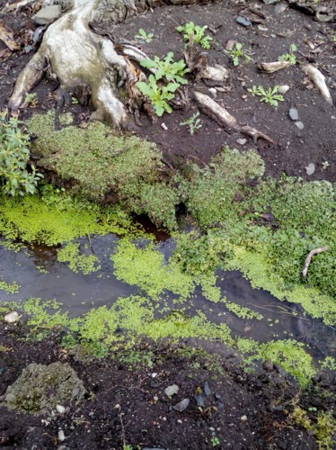 Zahradní potůček....