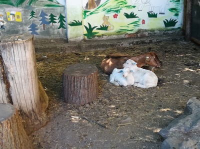 Odpolední siesta