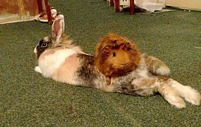 Vzpomínková *, nesoutěžní