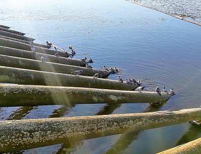 Holubi na ledolamech