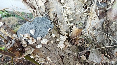 Vrba ořezaná - houbami porostlá