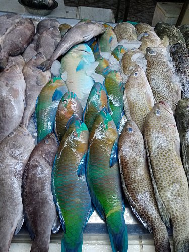 Rybí trh v Jeddah