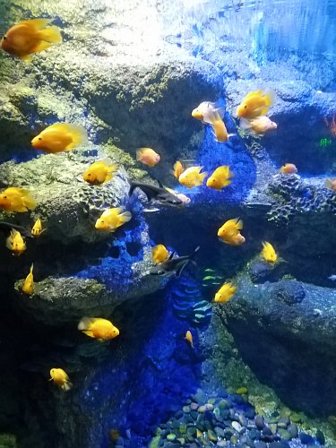 Akvárium v Jeddah