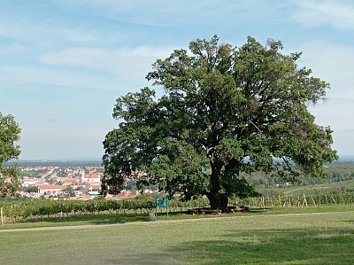 Tichý svědek *