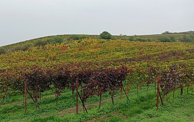 Vinohrady