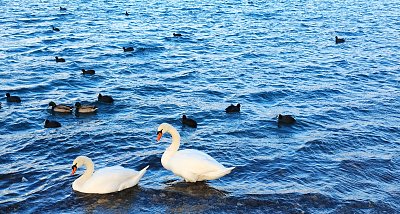 Jezero Most