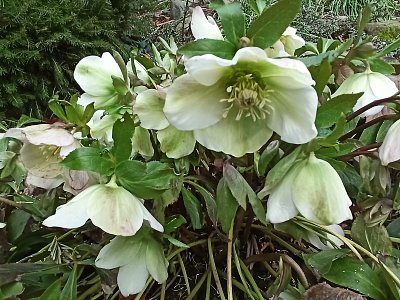 Čemeřice si letos pospíšila....