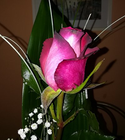 Růže pro moji ženu