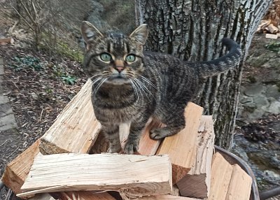 Ferda pomáhá vozit dřevo