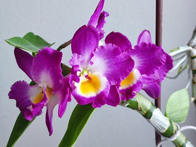 Kráska z mého okna - dendrobium nobile