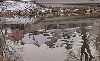 Ještě jsem mládě