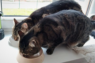 Soutěžíme, kdo to sní dříve