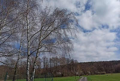 Břízka se k břízce vine...