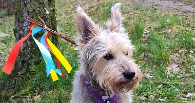 Jsem připraven. Těšte se, holky chlupatý...