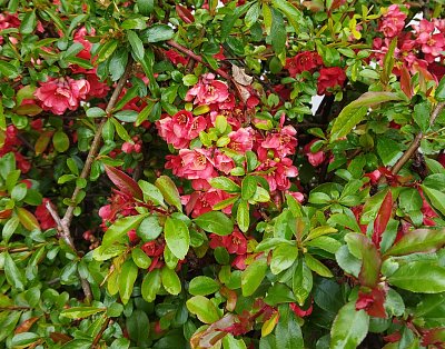 Krásnou neděli všem *