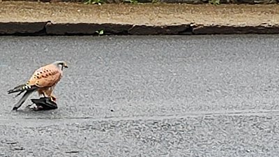 Úlovek dravce, můj z auta