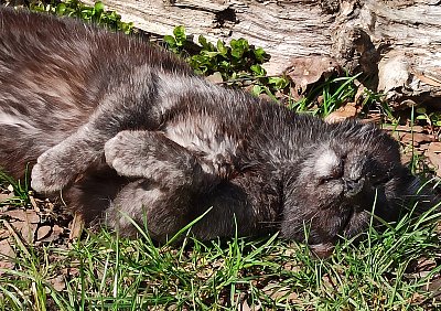 Odpolední siesta starého kocoura Kukyho