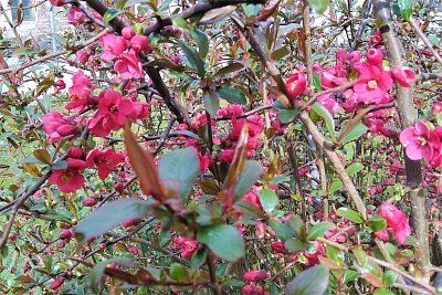 Dárek od naší zahrádky