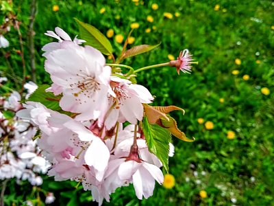 růžové květy sakury