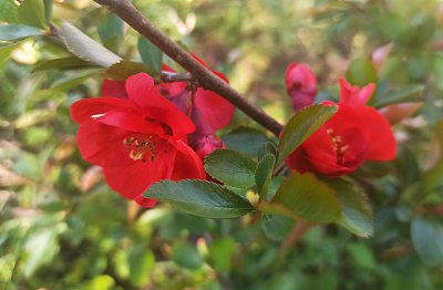 Kdoulovec nádherný