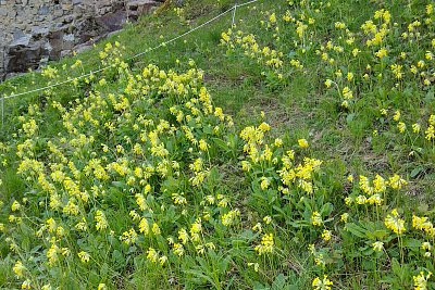 Žlutá si se zelenou rozumí