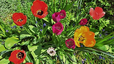 Barevný živý koberec