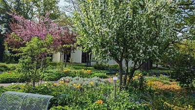 mezi kvetoucími stromy