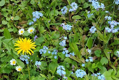 Dávno jsem je neviděla