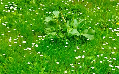 Ani zvěř mně nezbaští *