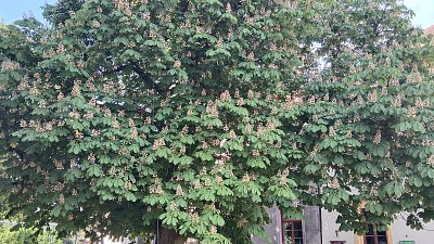 Týnský král kaštanů