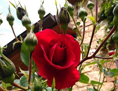 Poupata + 1 rozkvetlá