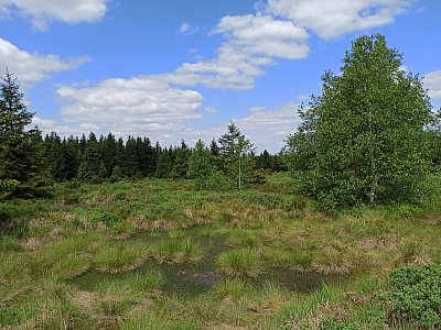 Rašeliniště v Krušných horách