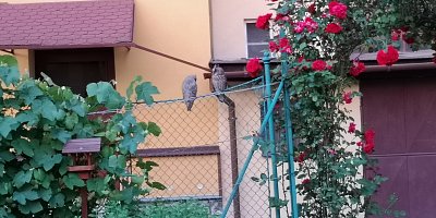 Sovičky na zahradě