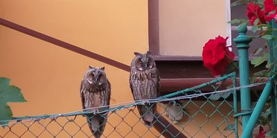 Ještě jednou sovičky