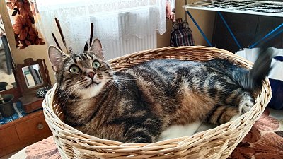 Nebyl by koš pro dva?