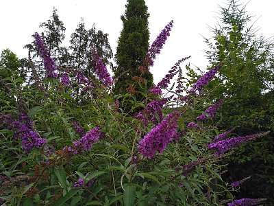 Motýli ho milují, já taky ...