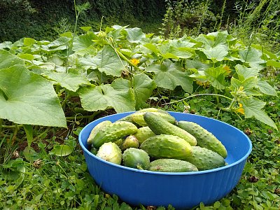 Dnešní úroda z malého záhonku