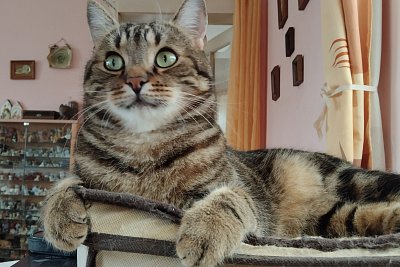 Kočky, tak ať nás mají všichni rádi!*