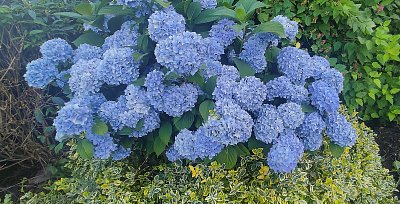 Rostu jen tak,před plotem