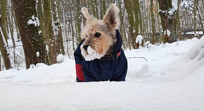 Ve střehu