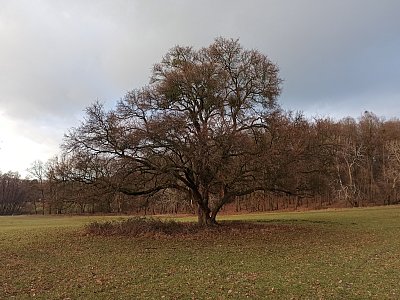 Strom v krajině pod lesem