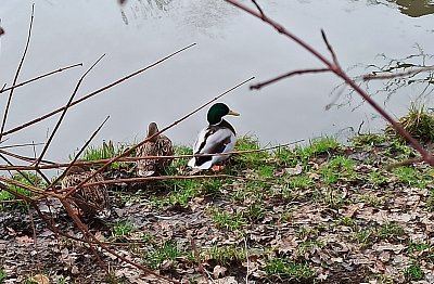 U druhého rybníka vyhlížely  kačeny jaro